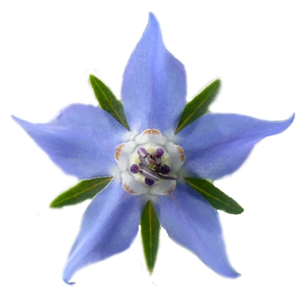Borage Seed Essential Oil