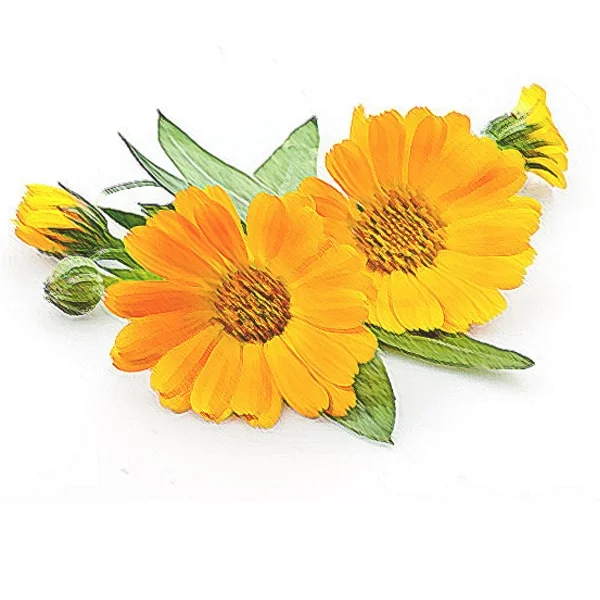 Calendula-infused Olive Oil