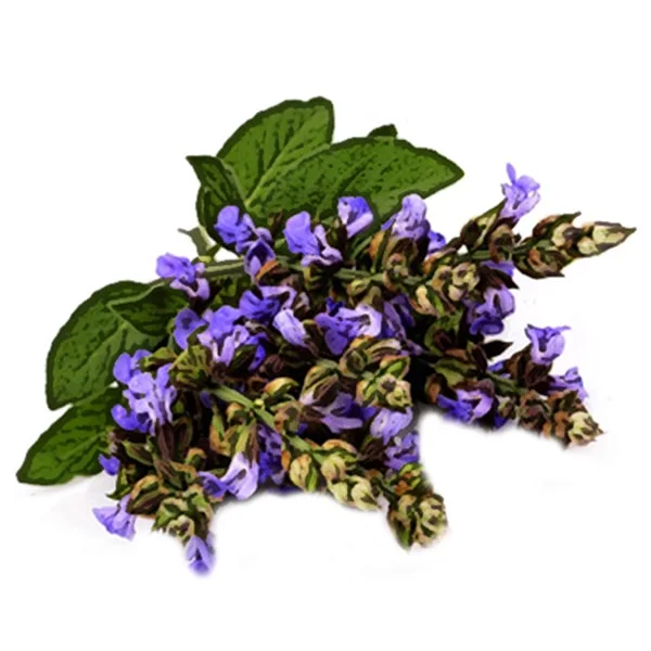 Clary Sage Essential Oil