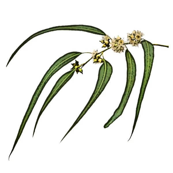 Eucalyptus Essential Oil