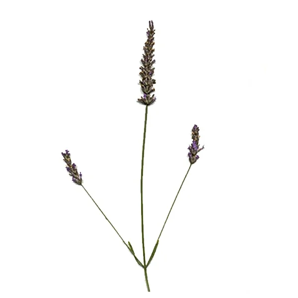 Lavandin Essential Oil