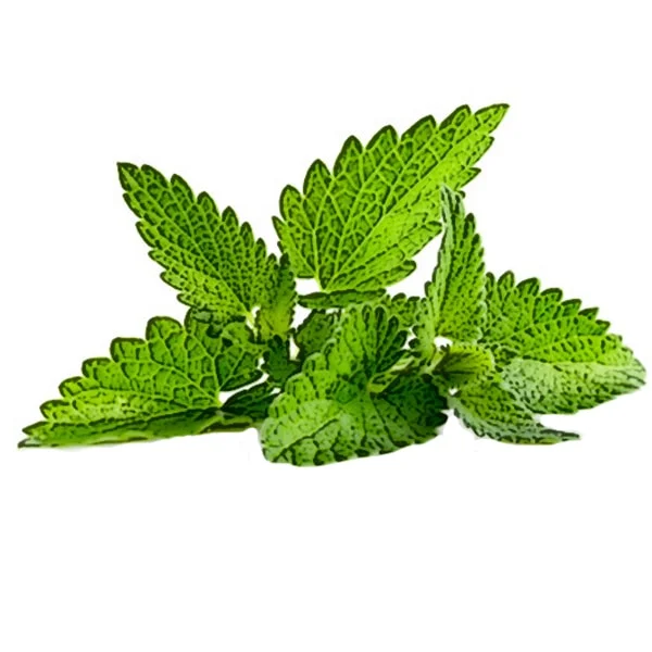 Patchouli Essential Oil