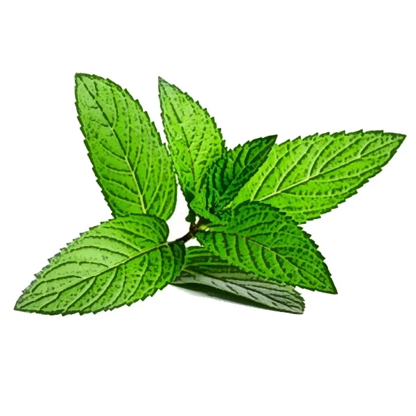 Peppermint Essential Oil