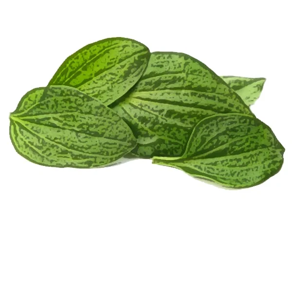 Plantain-infused Olive Oil