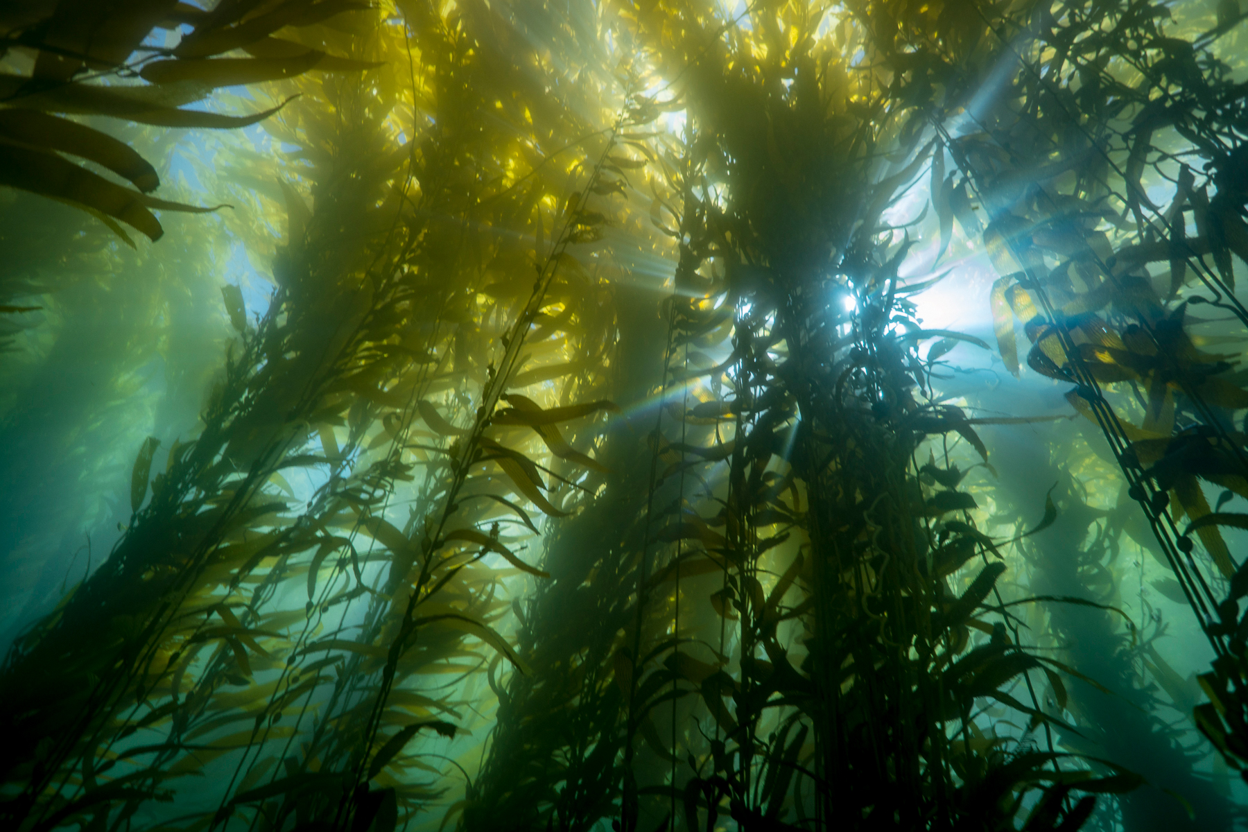 MERGING THRIVING PEOPLE ON A HEALTHY PLANET