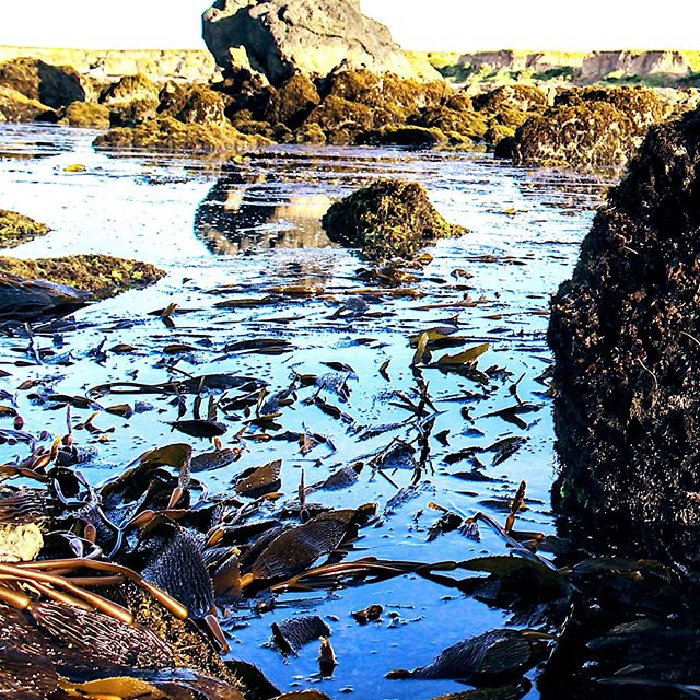 A favorite picture from this years harvest season.
.
.
#wildseaweed
#naturalharvest
#kelping
#seaweed
#kelp
#naturalbeauty
#humaneharvest
#amaseapartner
#pharmersea
#oceanphotography
#seaweedphoto