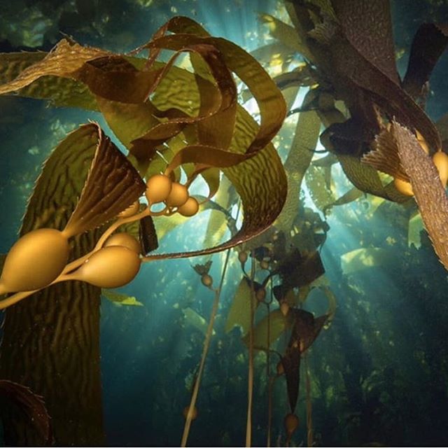 Repost @marco_mazza .
.
Ohotocredit: Marcomazza
.
#amazingphotography 
#kelpphotography 
#freedivingphotography 
#awaredwinningphotographer 
#seaweedphotography 
#pharmerseaphotog 
#amaseabeautyphotog