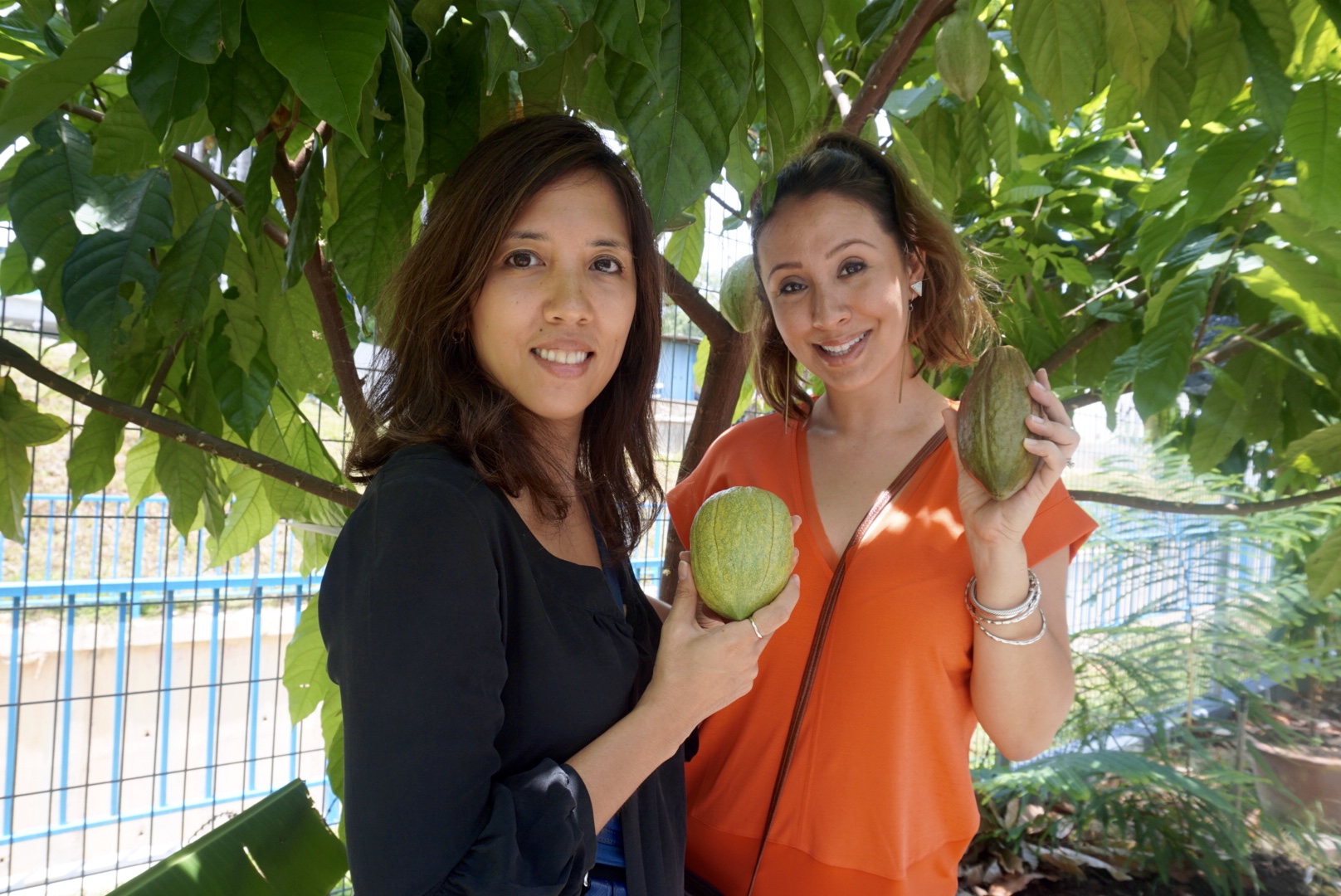 Cacao Pods in hand, we bag them for tasting later :)