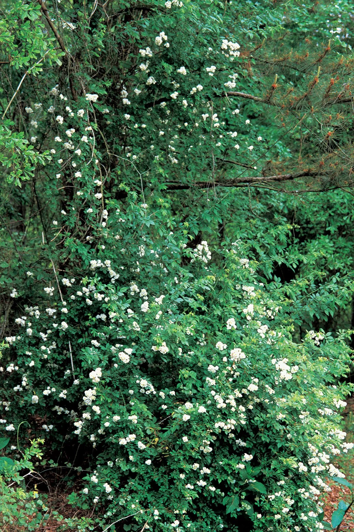 Multifora Rose Invasive Invasive In The Spotlight: Multiflora Rose – ECCKF