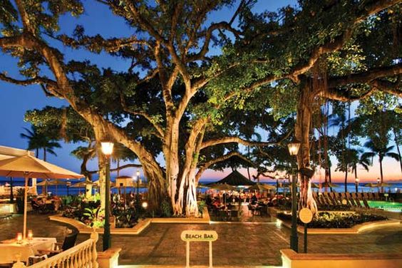  Banyan tree at Moana Surfrider 