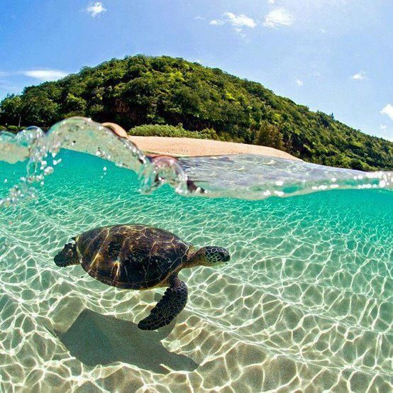  Swim with green sea turtles 