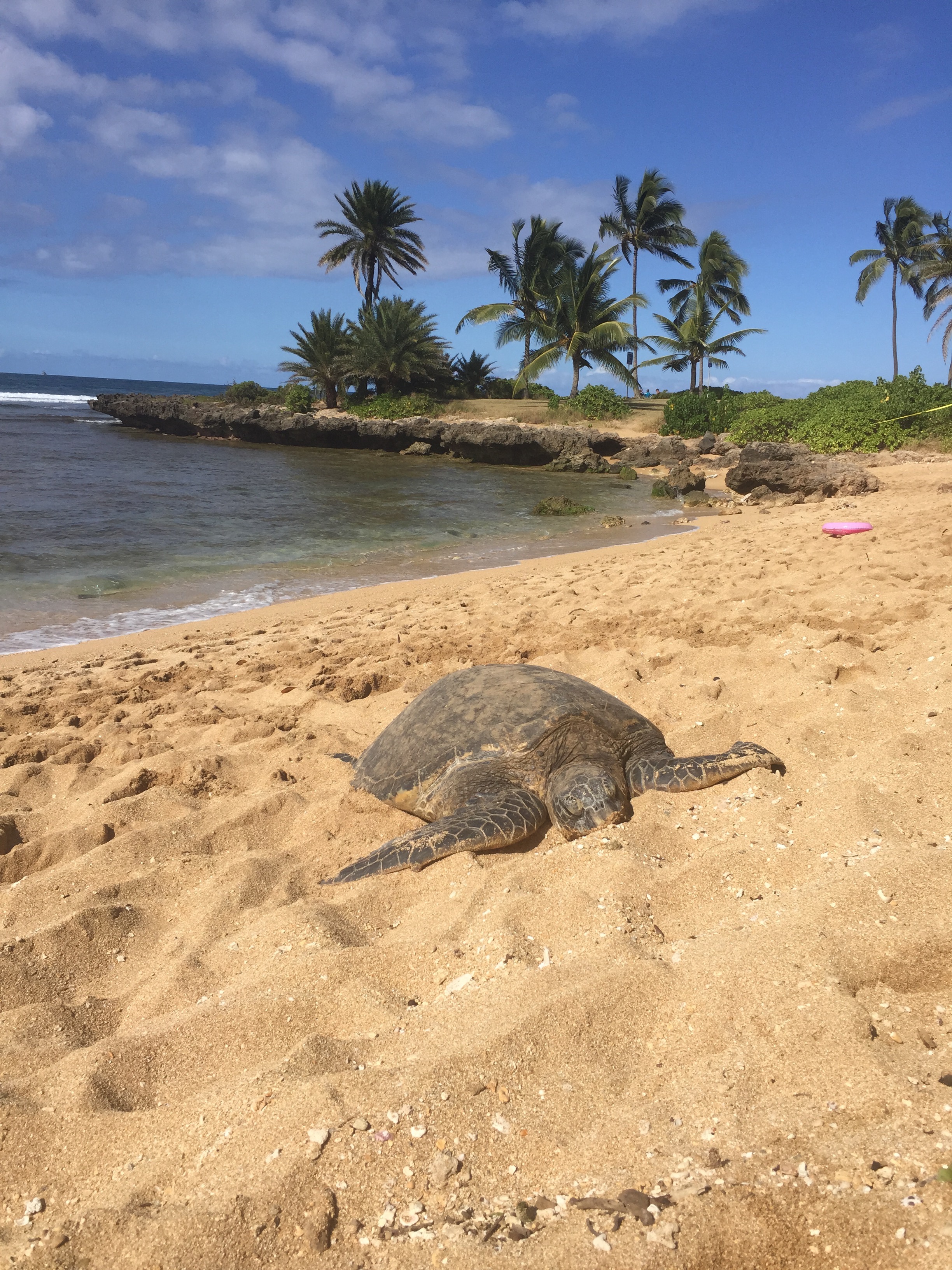  Relaxing on Turtle beach 