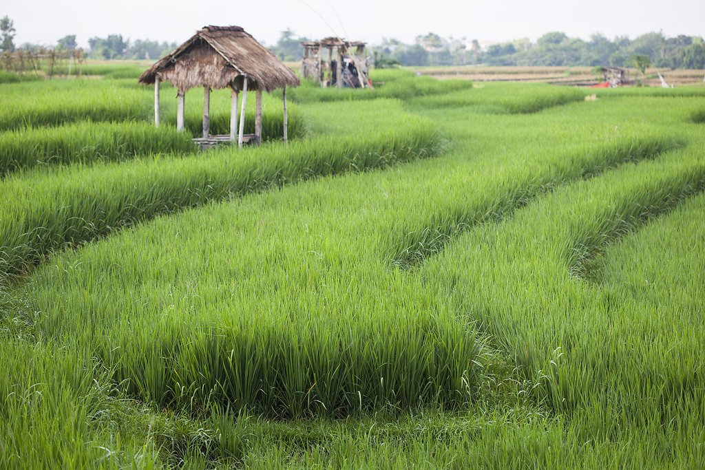 Rice field in Bali  