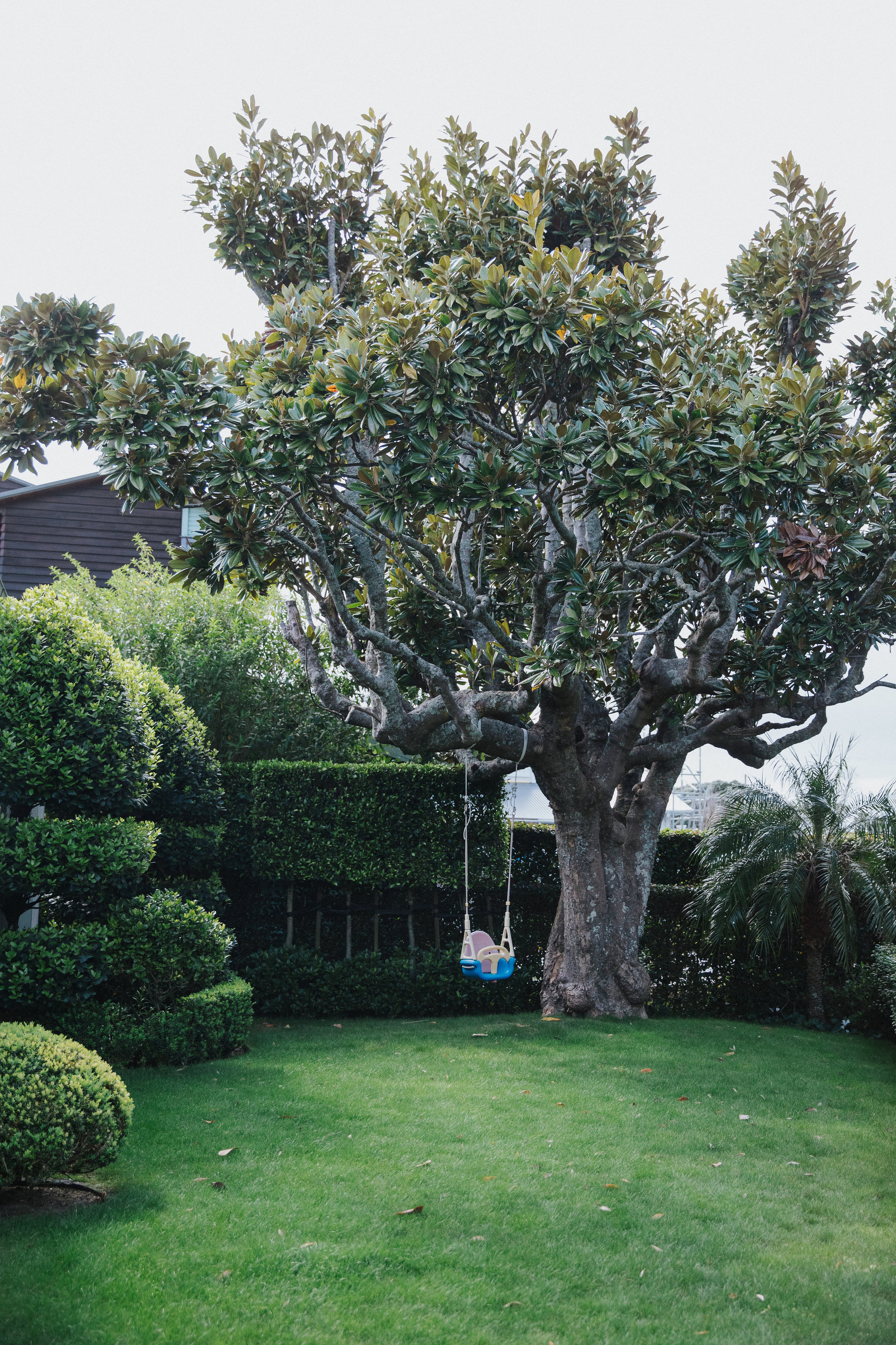 Garden with big trees