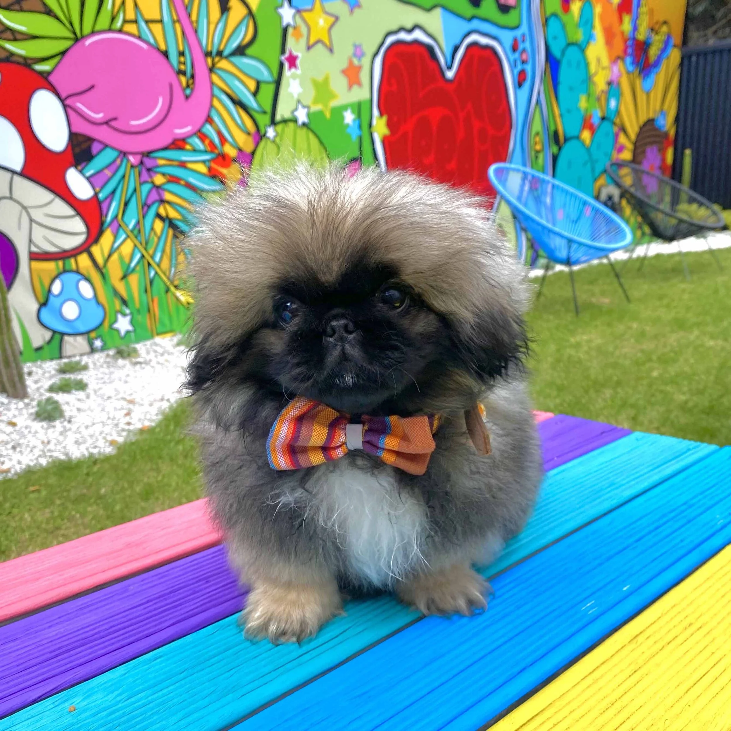 Pickle's Puppy Shower