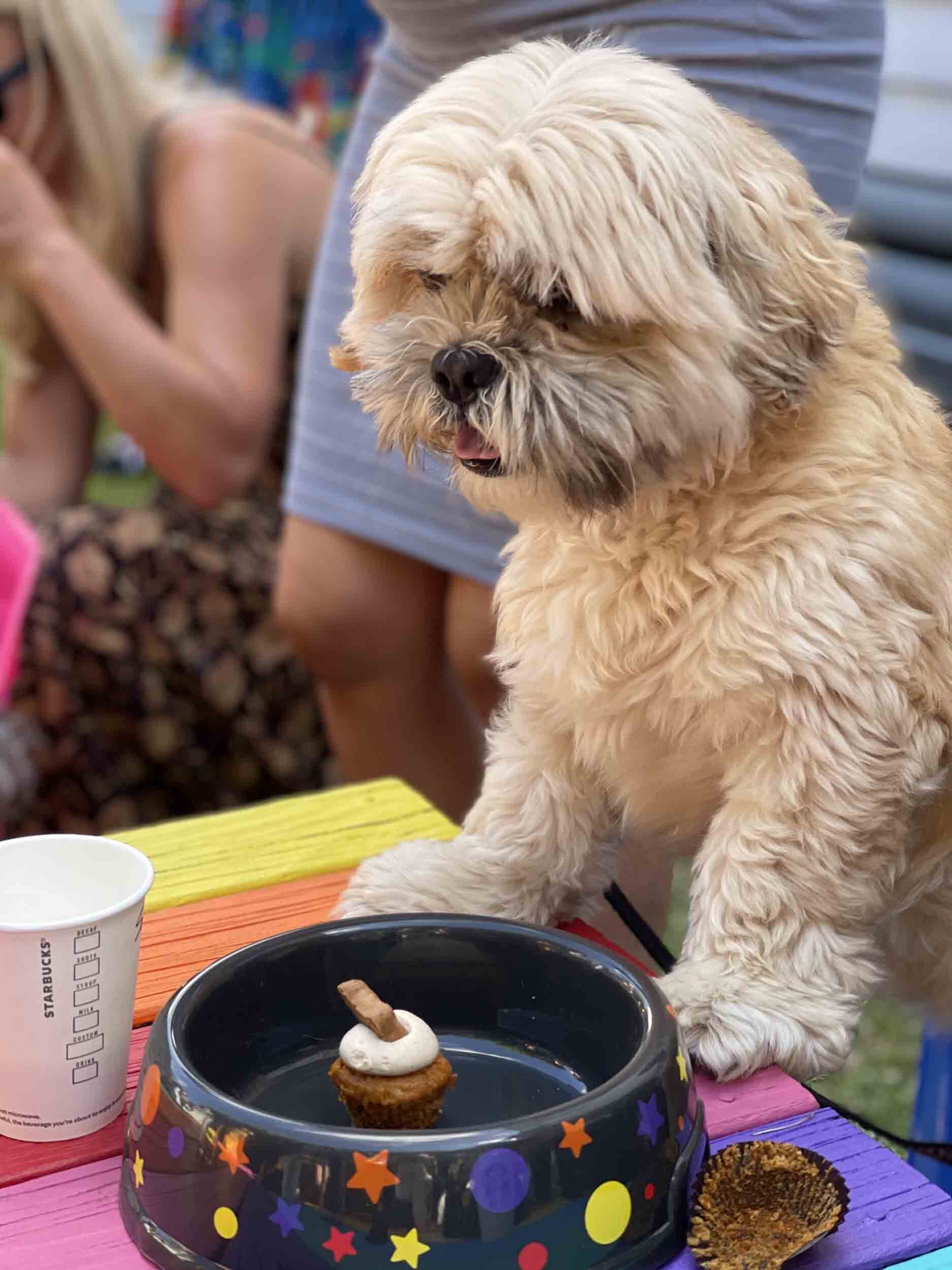 Puppy shower