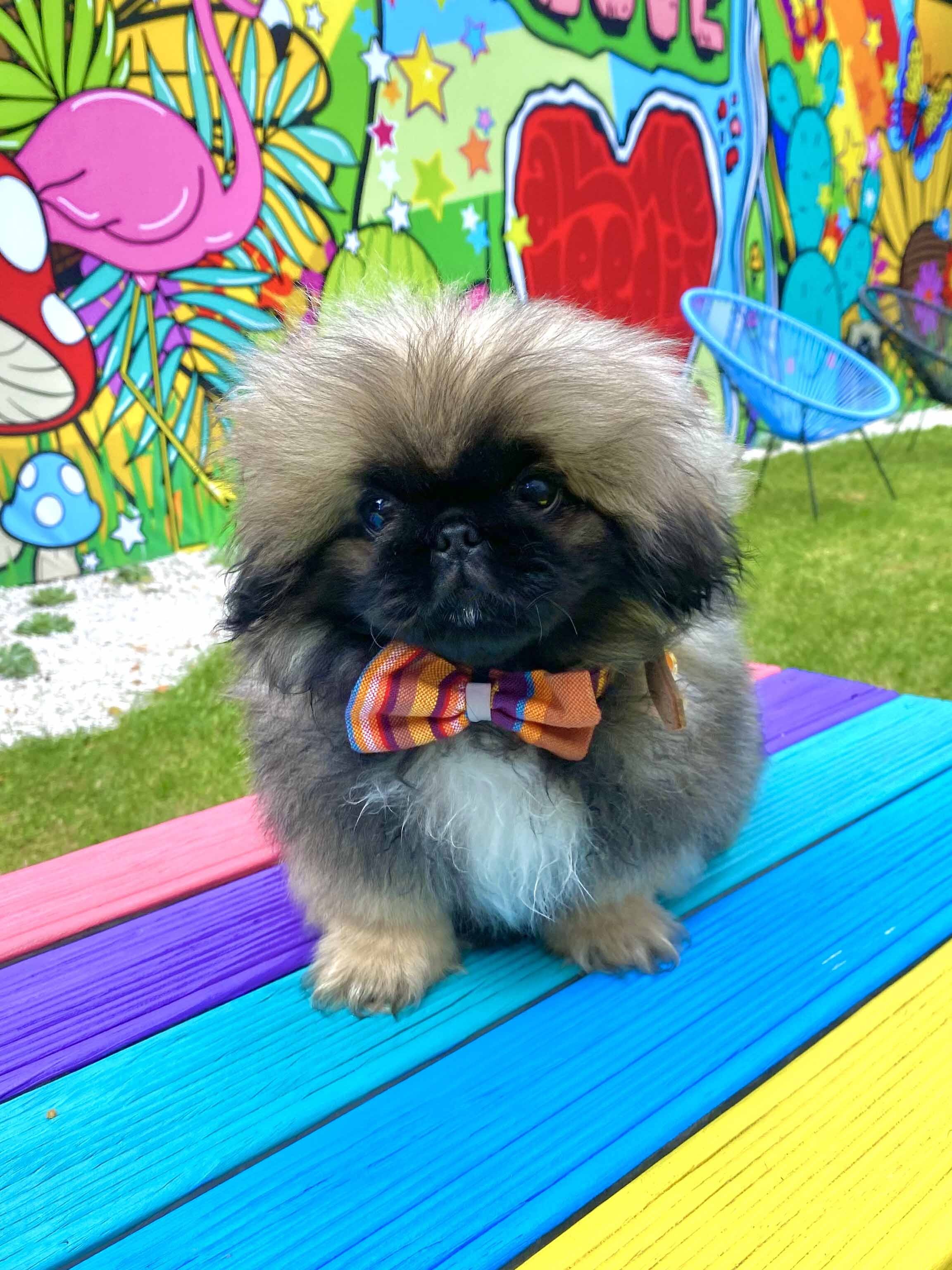 Pickle the Pekingese