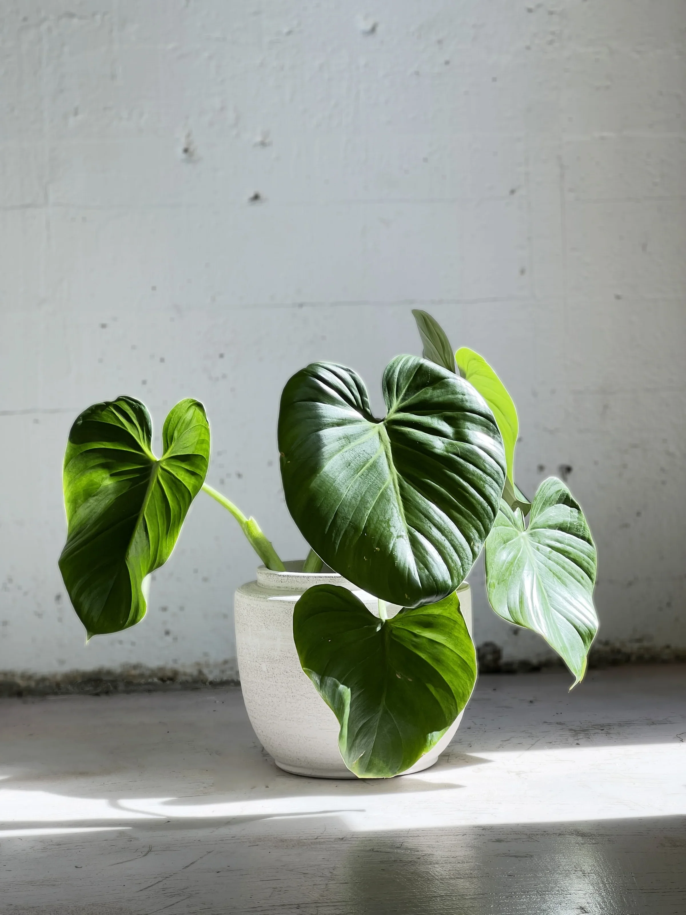 philodendron-eximium-in-volumes.webp