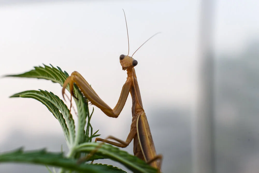PrayingAndPreyingMantisOnHemp.Missellanea.jpeg