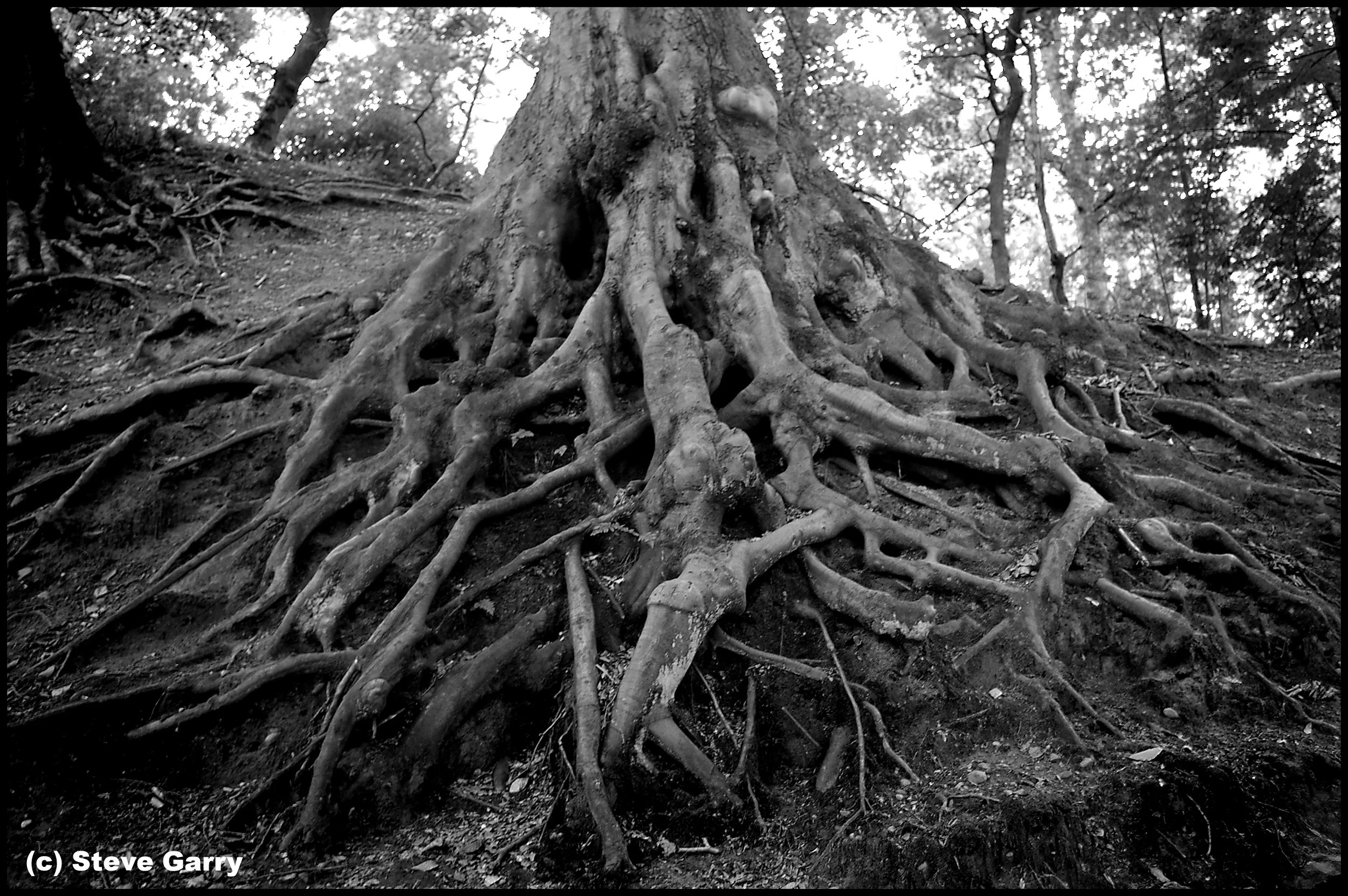 Tree Root BW Med.jpg