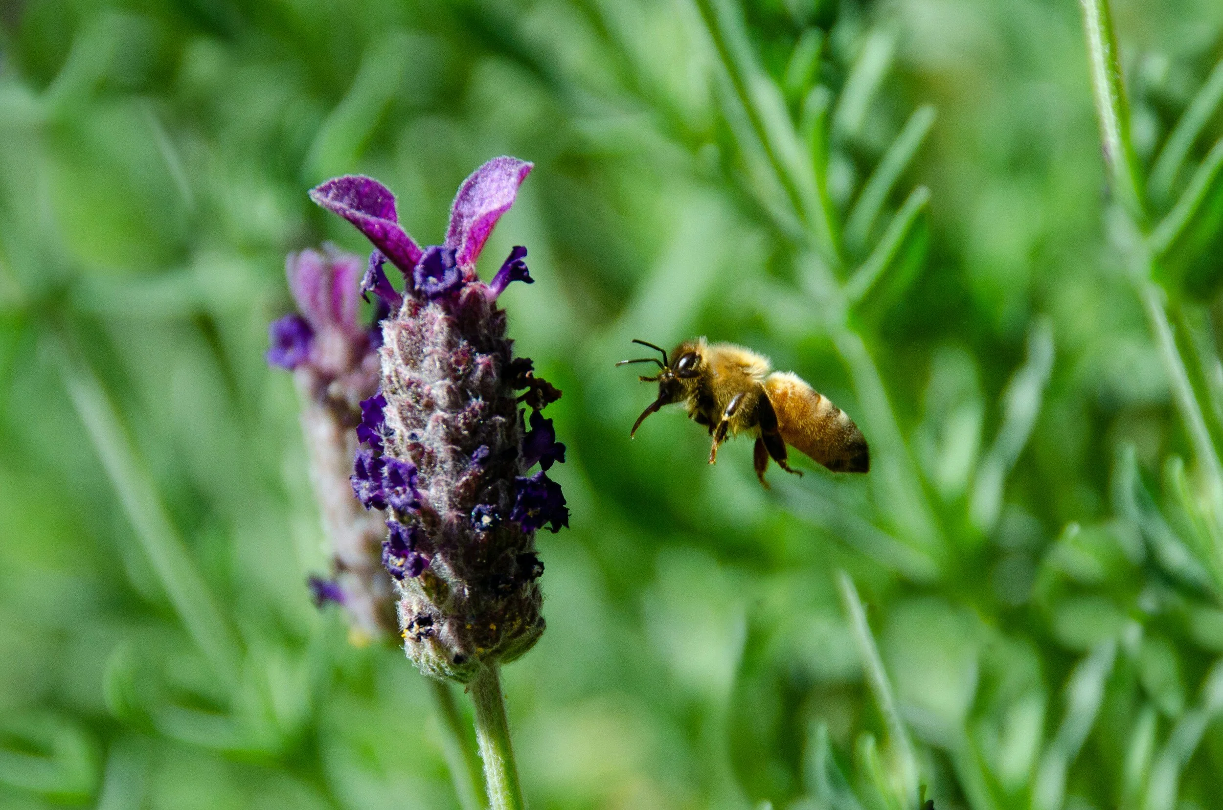 The Fragrance of Jesus.                         By Pastor Paul Black