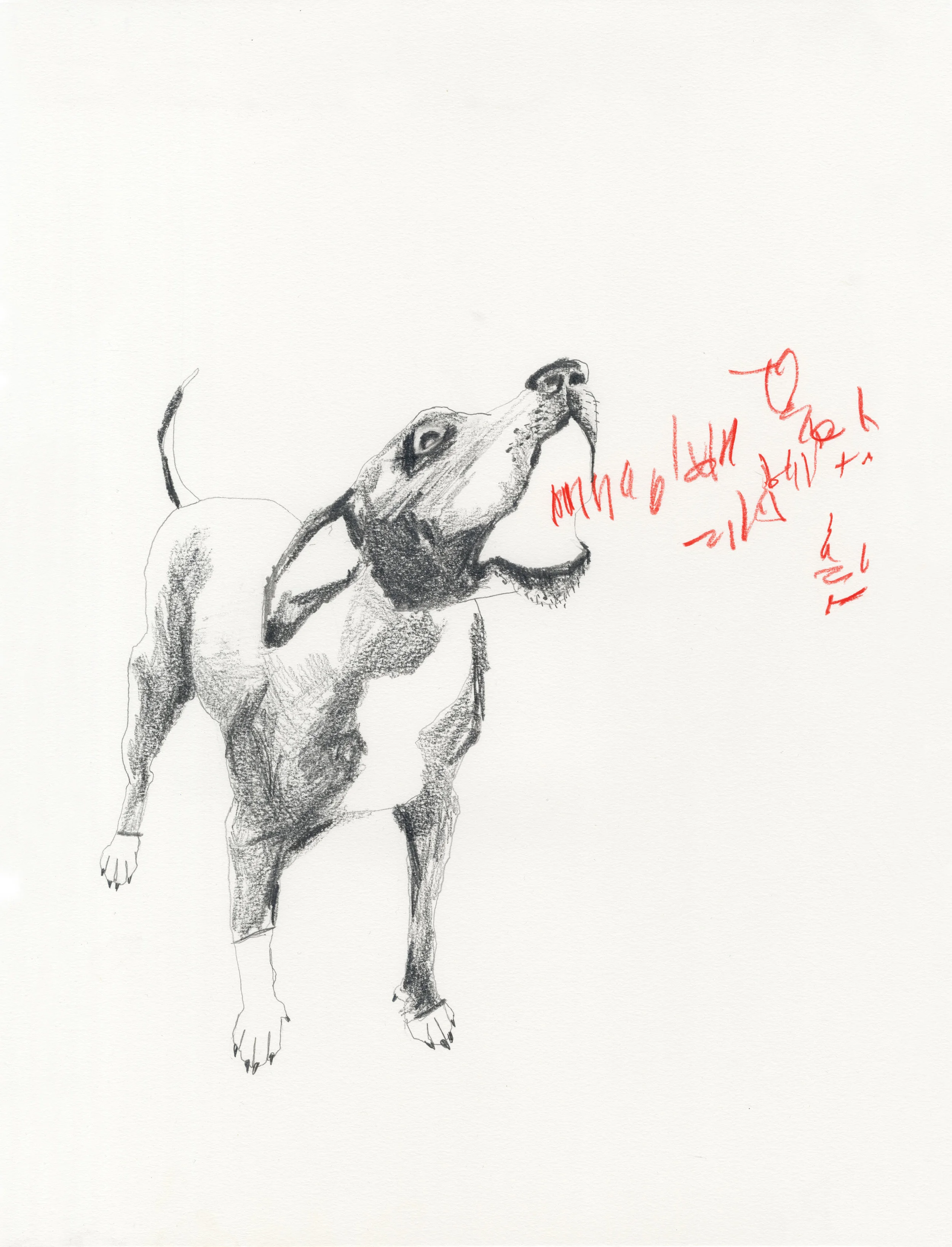 Mad Dog Tongues, 2019