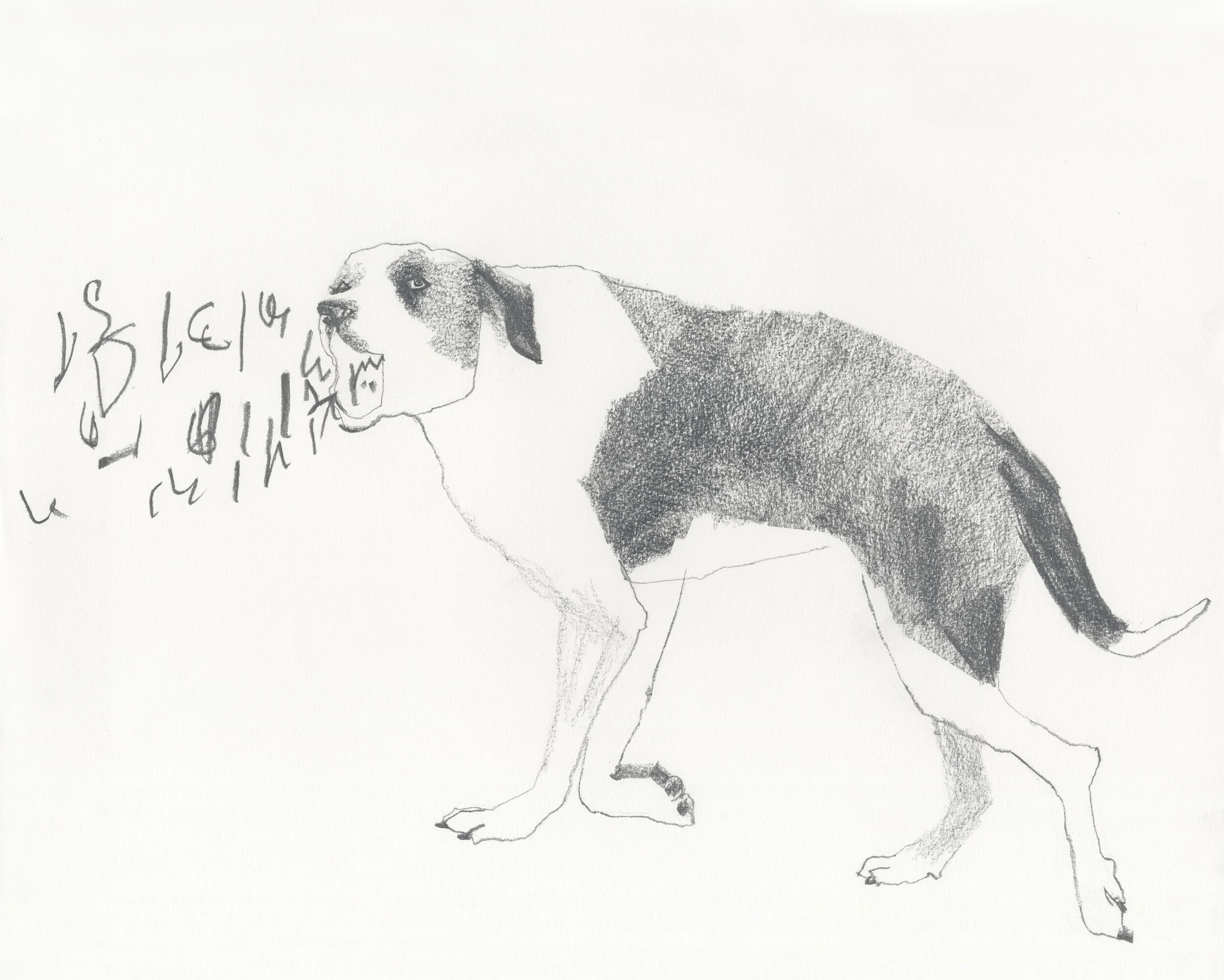 Mad Dog Tongues, 2019