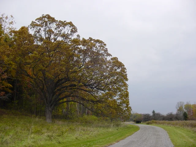 My favorite tree on the Vassar Farm (Oct 2003)
