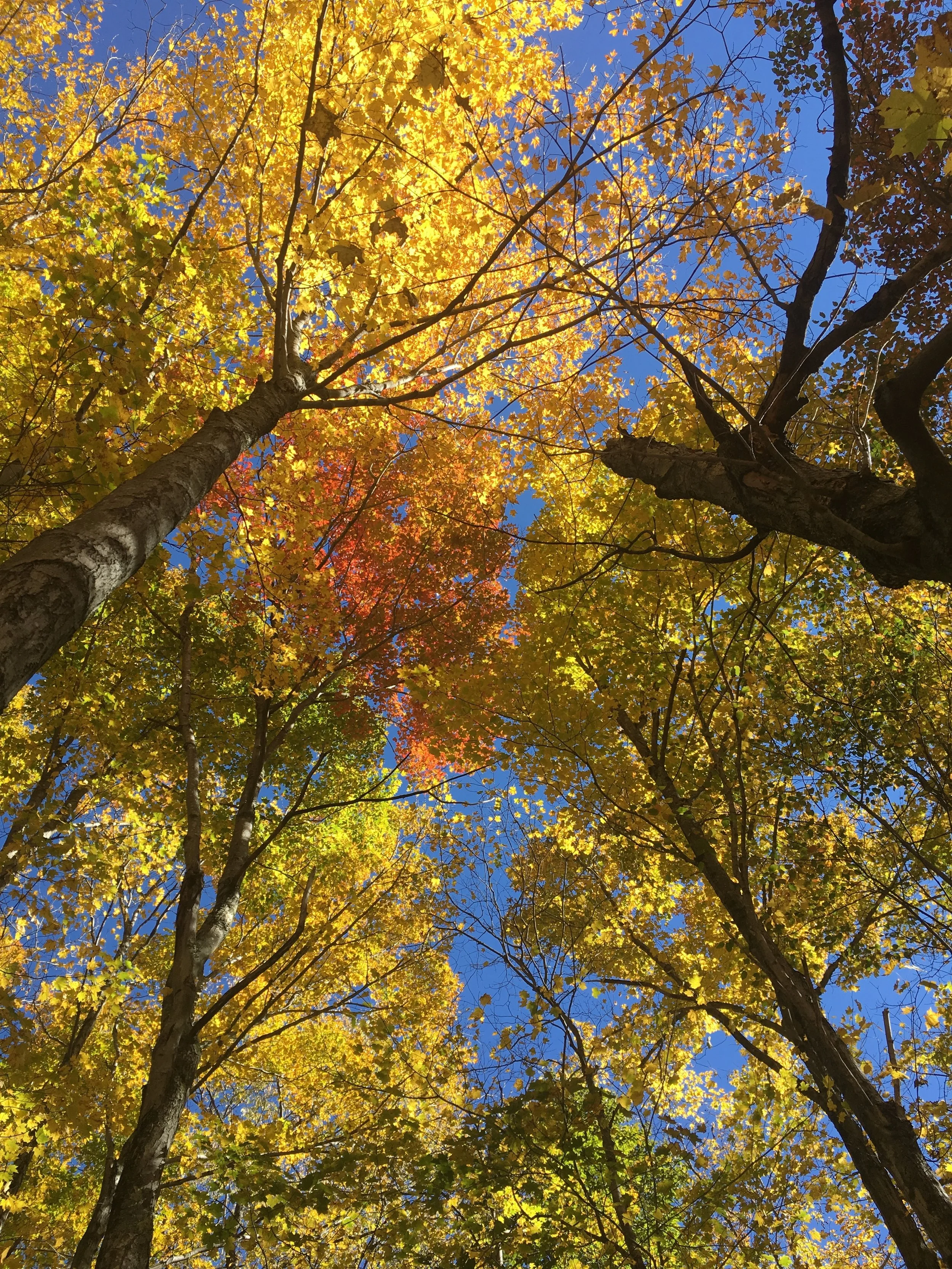 all photos taken in the catskills.