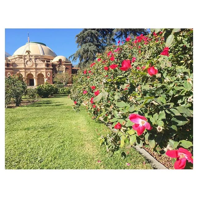 Picnic No. 4: the Rose Garden // Exposition Park Rose Garden // 12.4.16 // #twelvepicnics #picnic