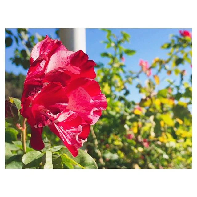 &quot;Life moves pretty fast. If you don't stop and look around once in a while, you could miss it.&quot; - Ferris Bueller // Picnic No. 4: the Rose Garden // Exposition Park Rose Garden // 12.4.16 // #twelvepicnics #picnic #ferrisbueller