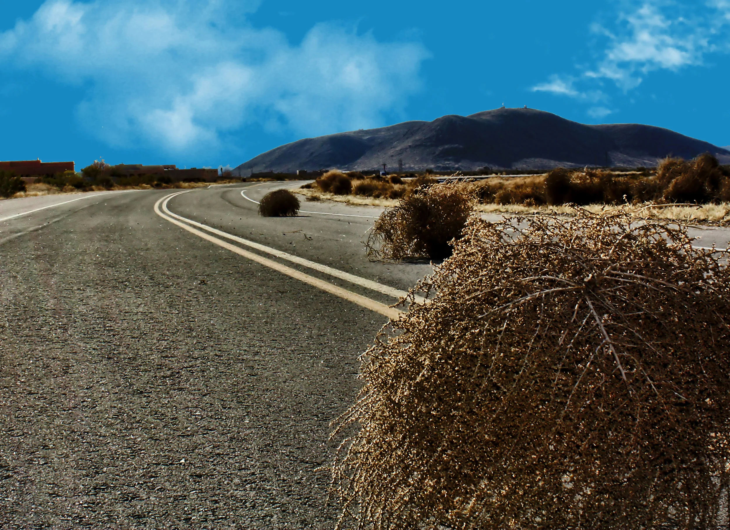 The Humble Tumbleweed
