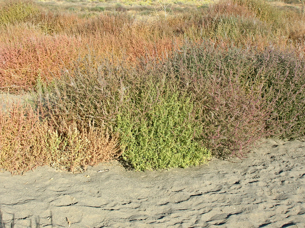 The Humble Tumbleweed — New Mexicology