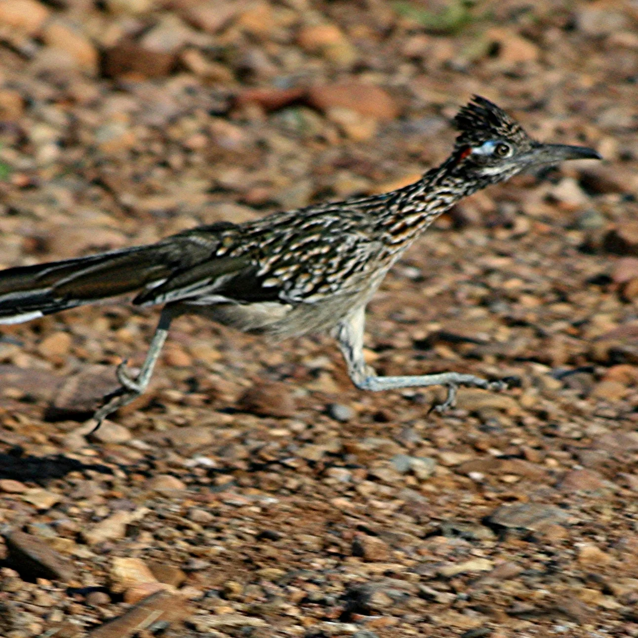 Run, Ground Cuckoo, Run!