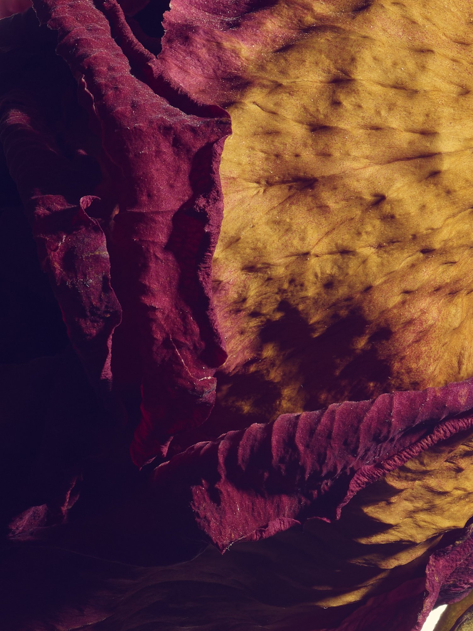 Wall Flower 2 macro web.jpg