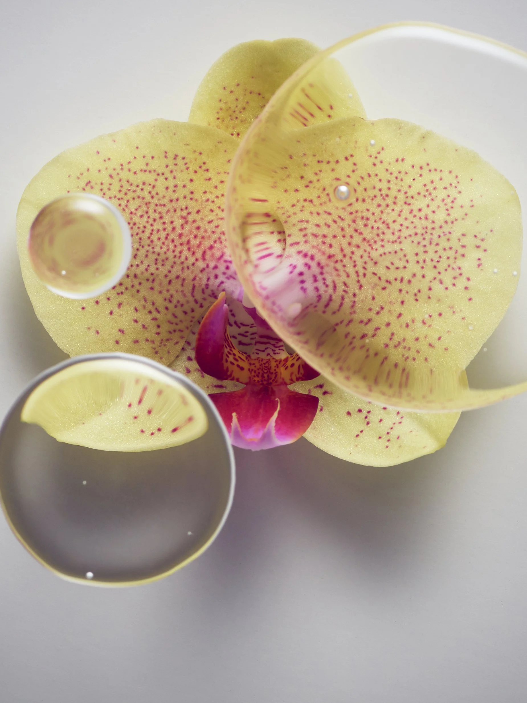 Orchid 1 crop.jpg