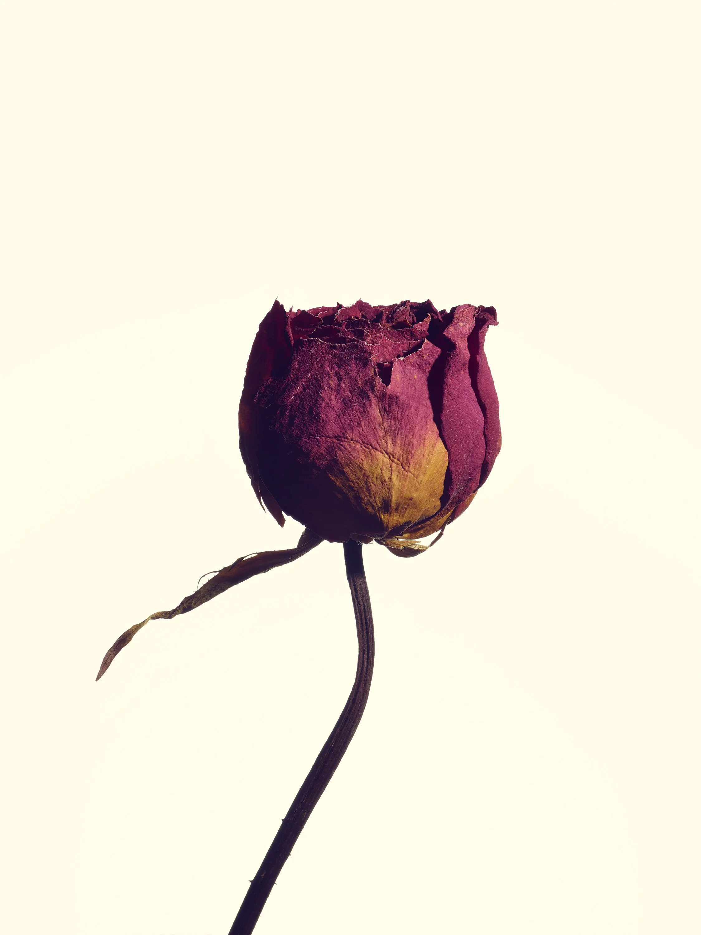 Wall Flower 3 web.jpg