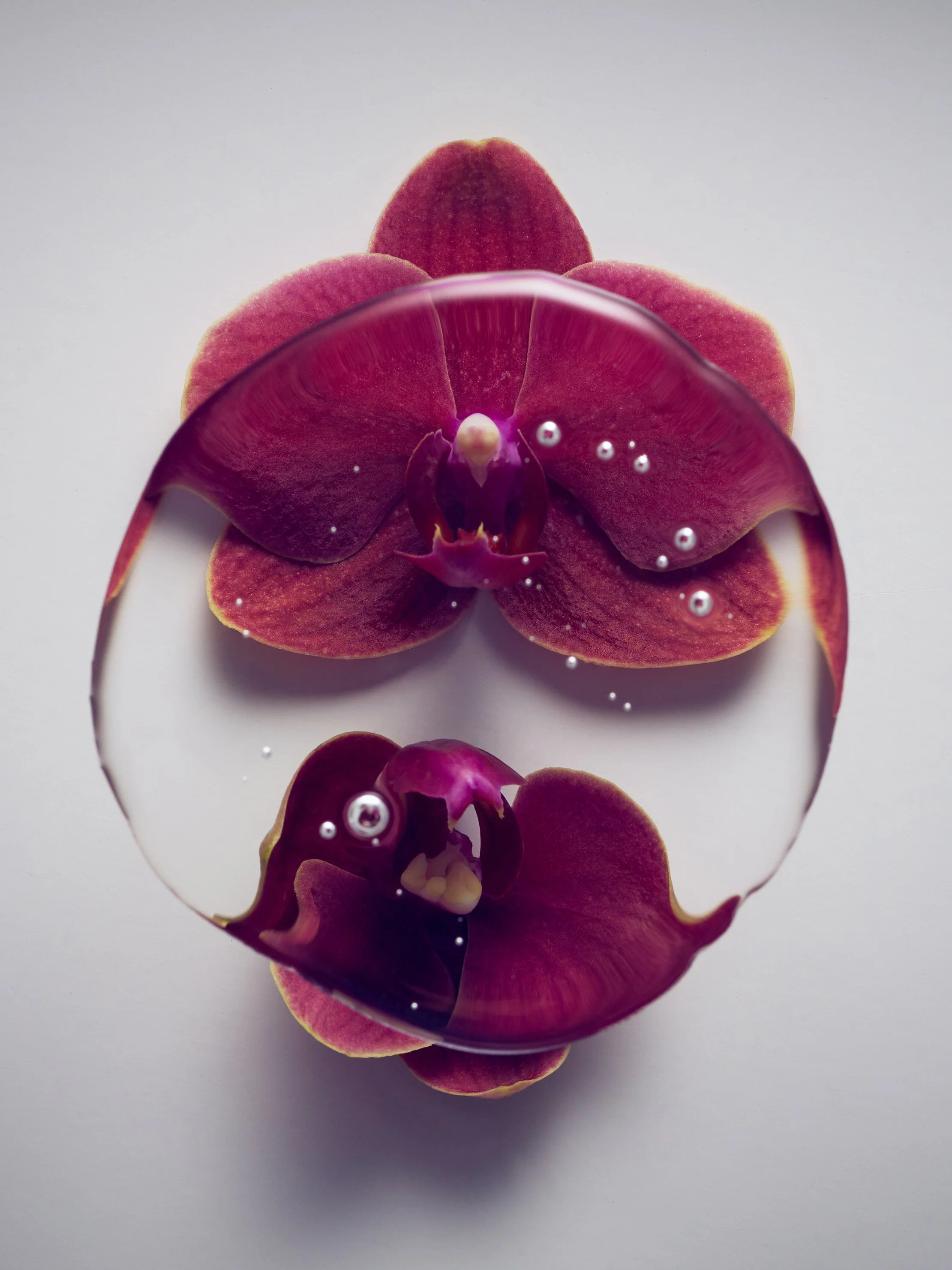 Orchid 2 crop.jpg
