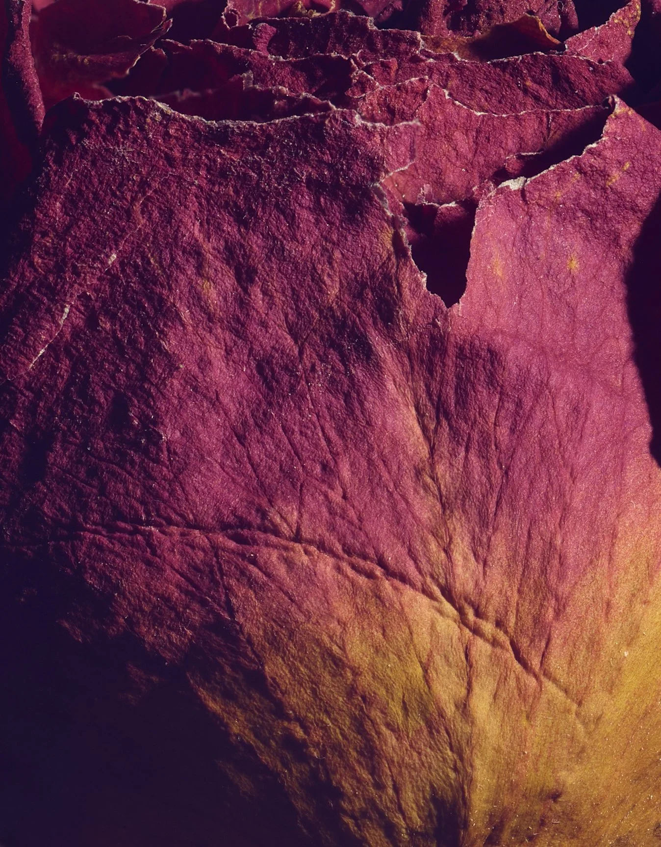 Wall Flower 3 macro web.jpg