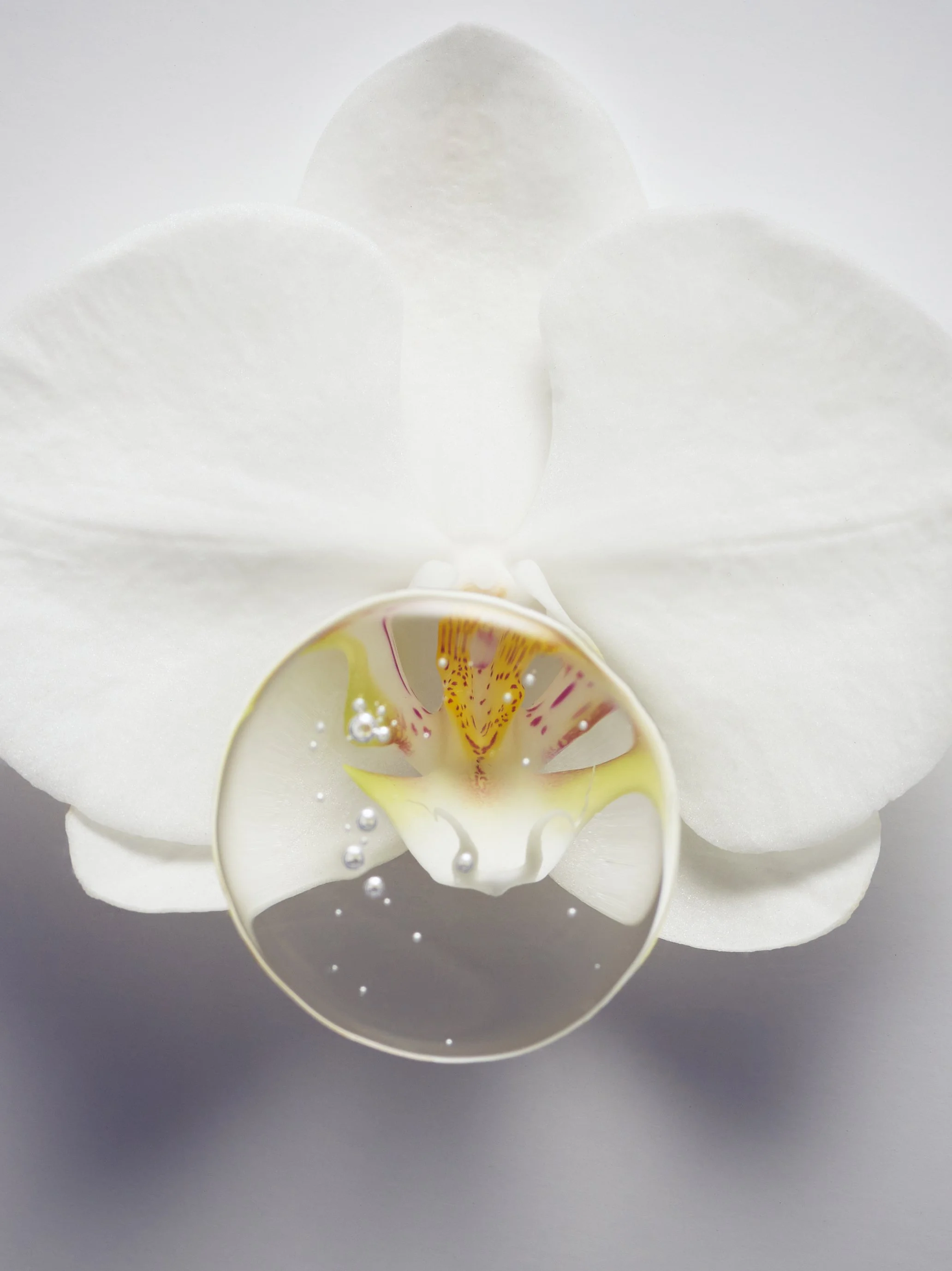 Orchid 3 crop.jpg