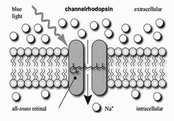 Giving sight to the blind - a clinical application of channelrhodopsins