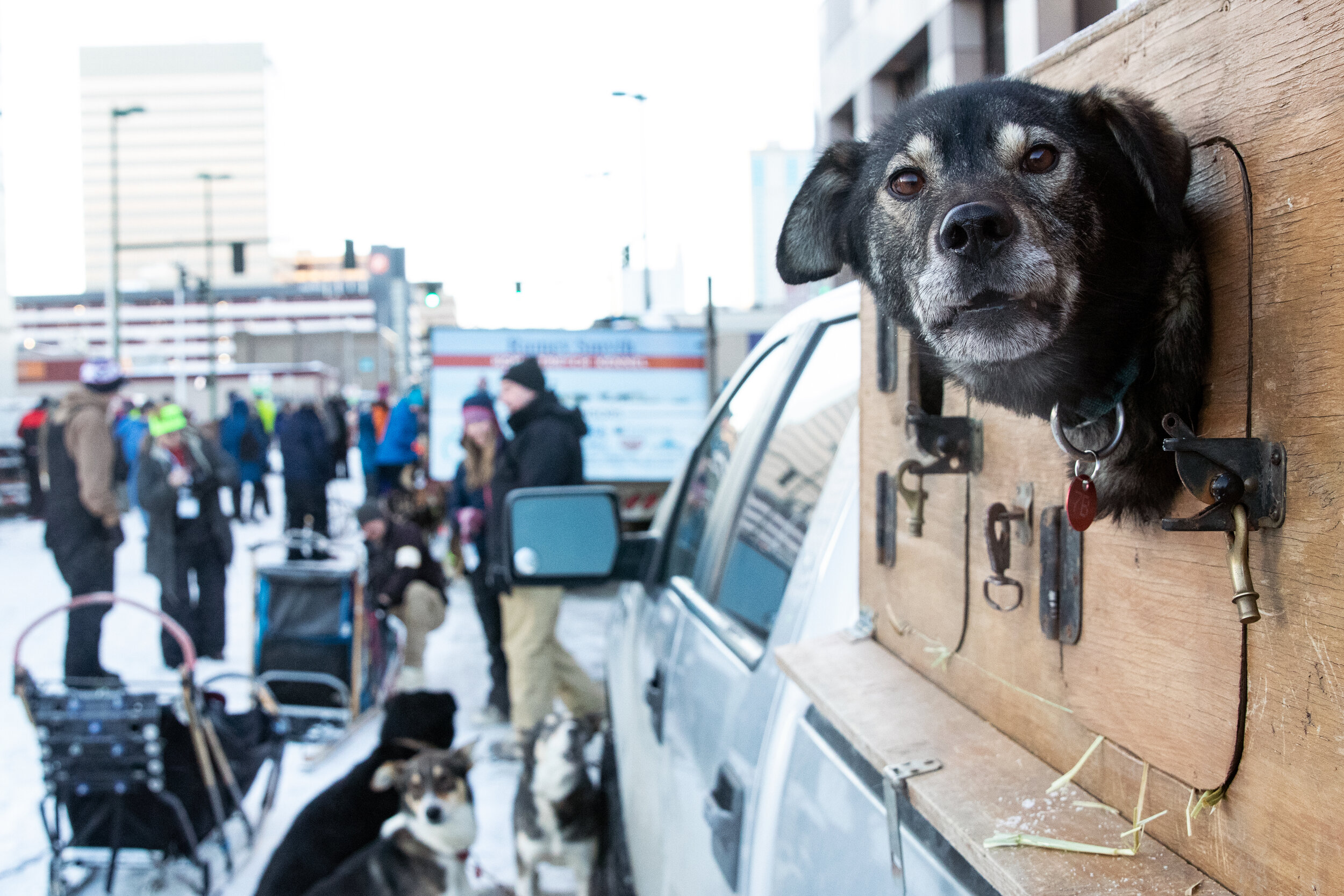 Ceremonial Start, Iditarod 2019