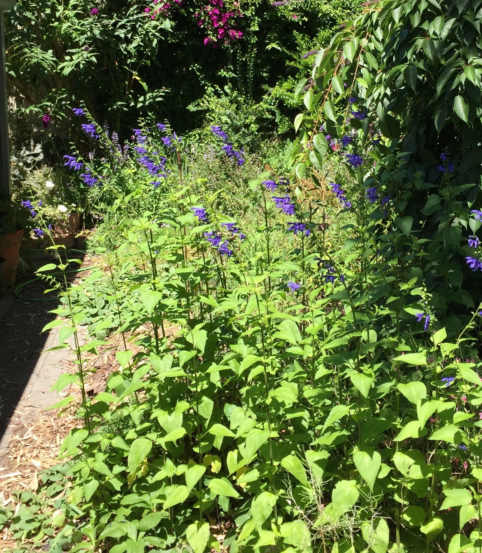 Spotlight on: Salvia guaranitica</em>