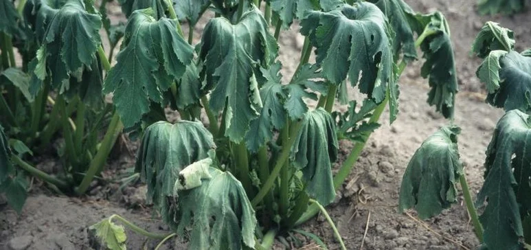 ScorchWatch I: Veggies