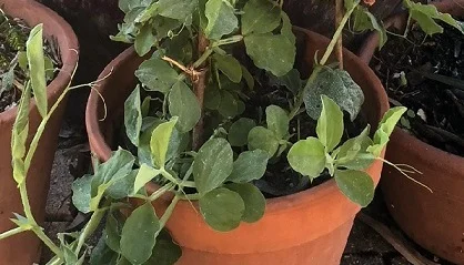 Frostwatch I: Fruit &amp; vegetables