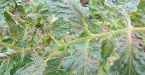 Tomatoes - Russet Mite Wars Pt I