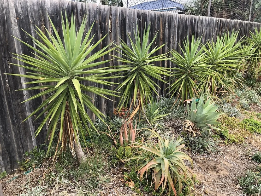 IMG_5890 - edit.JPEG