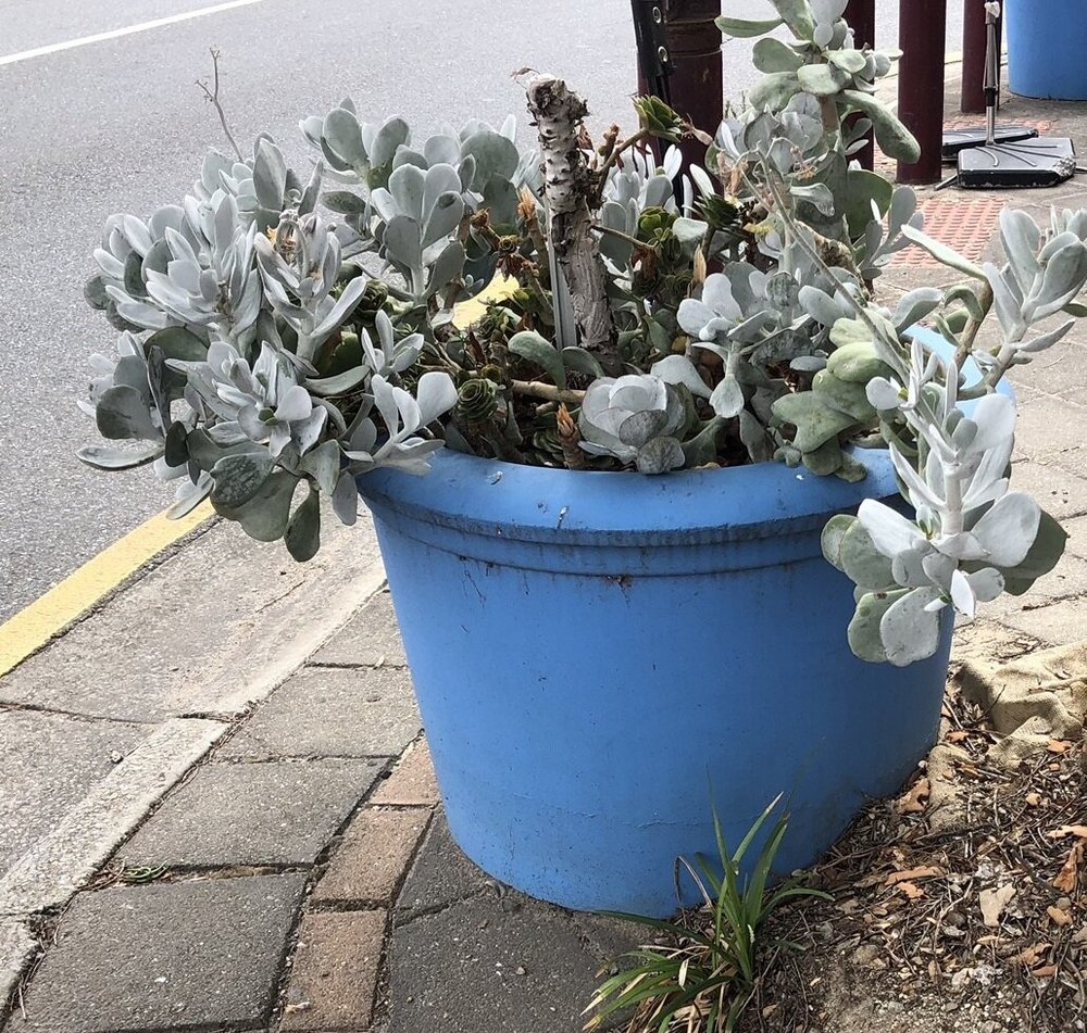 IMG_5951 - edit.JPEG