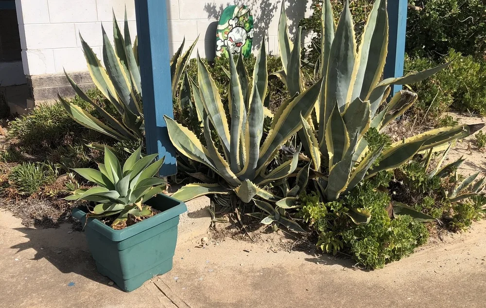 IMG_6075 - edit.JPEG