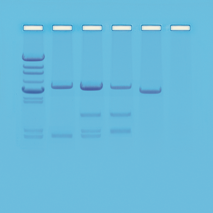 DNA Paternity Test.png